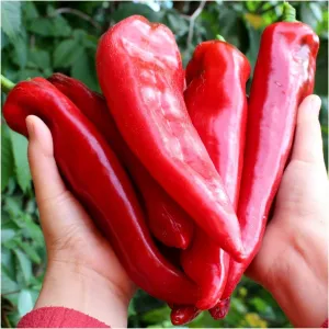 Capsicum - Hungarian Sweet Paprika seeds